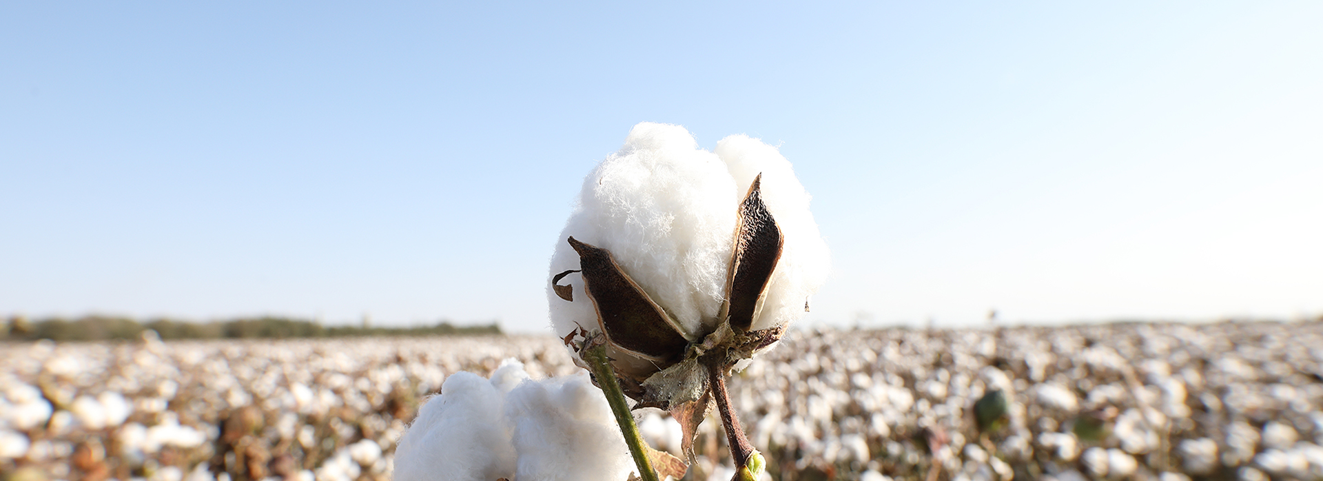 綿は世界的な持続可能性を維持します